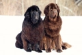 Newfoundland Dogs Breed - Information, Temperament, Size & Price | Pets4Homes