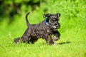 Miniature Schnauzer Dogs Breed - Information, Temperament, Size & Price | Pets4Homes