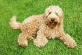 Labradoodle Dogs Ras: Karakter, Levensduur & Prijs | Puppyplaats