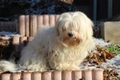 Coton De Tulear Dogs Breed - Information, Temperament, Size & Price | Pets4Homes