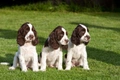 Engelse Springer Spaniel Dogs Ras: Karakter, Levensduur & Prijs | Puppyplaats