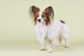 Papillon Dogs Breed - Information, Temperament, Size & Price | Pets4Homes