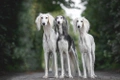 Saluki Dogs Breed - Information, Temperament, Size & Price | Pets4Homes