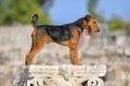 Airedale Terrier Dogs Breed - Information, Temperament, Size & Price | Pets4Homes