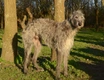 Deerhound Dogs Breed - Information, Temperament, Size & Price | Pets4Homes