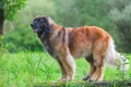 Leonberger Dogs Breed - Information, Temperament, Size & Price | Pets4Homes