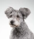 Hungarian Pumi Dogs Breed - Information, Temperament, Size & Price | Pets4Homes