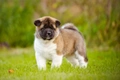 American Akita Dogs Ras: Karakter, Levensduur & Prijs | Puppyplaats