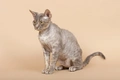 Devon Rex Cats Breed - Information, Temperament, Size & Price | Pets4Homes