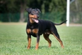 Miniature Pinscher Dogs Breed - Information, Temperament, Size & Price | Pets4Homes