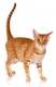 Ocicat Cats Breed - Information, Temperament, Size & Price | Pets4Homes