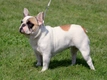 Franse Bulldog Dogs Ras: Karakter, Levensduur & Prijs | Puppyplaats