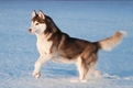 Siberische Husky Dogs Ras: Karakter, Levensduur & Prijs | Puppyplaats