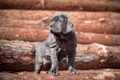 Neapolitan Mastiff Dogs Breed - Information, Temperament, Size & Price | Pets4Homes