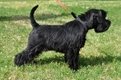 Miniature Schnauzer Dogs Breed - Information, Temperament, Size & Price | Pets4Homes