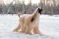 Afghan Hound Dogs Breed - Information, Temperament, Size & Price | Pets4Homes