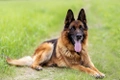 Duitse Herder Dogs Ras: Karakter, Levensduur & Prijs | Puppyplaats