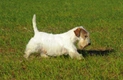 Sealyham Terrier Dogs Breed - Information, Temperament, Size & Price | Pets4Homes