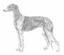Levriero Dogs Razza - Prezzo, Temperamento & Foto | AnnunciAnimali