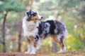 Australian Shepherd Dogs Breed - Information, Temperament, Size & Price | Pets4Homes