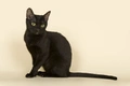 Bombay Cats Breed - Information, Temperament, Size & Price | Pets4Homes