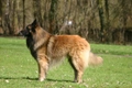 Belgian Shepherd Dog Dogs Breed - Information, Temperament, Size & Price | Pets4Homes