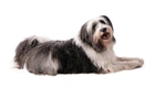 Polish Lowland Sheepdog Dogs Breed - Information, Temperament, Size & Price | Pets4Homes