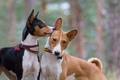 Basenji Dogs Ras: Karakter, Levensduur & Prijs | Puppyplaats