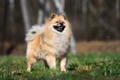 German Spitz Dogs Breed - Information, Temperament, Size & Price | Pets4Homes