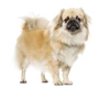 Tibetan Spaniel Dogs Breed - Information, Temperament, Size & Price | Pets4Homes