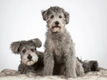 Hungarian Pumi Dogs Breed - Information, Temperament, Size & Price | Pets4Homes