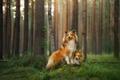 Shetland Sheepdog (Sheltie) Dogs Ras: Karakter, Levensduur & Prijs | Puppyplaats