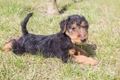 Welsh Terrier Dogs Breed - Information, Temperament, Size & Price | Pets4Homes