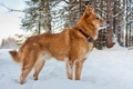 Finnish Spitz Dogs Breed - Information, Temperament, Size & Price | Pets4Homes