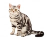 American Shorthair Cats Breed - Information, Temperament, Size & Price | Pets4Homes