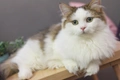 Munchkin Cats Breed - Information, Temperament, Size & Price | Pets4Homes