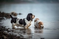 Basset Hound Dogs Ras: Karakter, Levensduur & Prijs | Puppyplaats