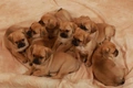 Puggle Dogs Ras: Karakter, Levensduur & Prijs | Puppyplaats