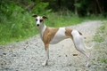 Whippet Dogs Breed - Information, Temperament, Size & Price | Pets4Homes