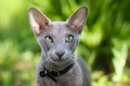 Oriental Cats Breed - Information, Temperament, Size & Price | Pets4Homes