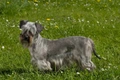 Cesky Terrier Dogs Breed - Information, Temperament, Size & Price | Pets4Homes