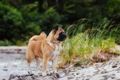 American Akita Dogs Ras: Karakter, Levensduur & Prijs | Puppyplaats