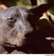 Xoloitzcuintle - Perro Sin Pelo Mexicano Dogs Raza - Características, Fotos & Precio | MundoAnimalia