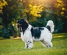 Newfoundland Dogs Breed - Information, Temperament, Size & Price | Pets4Homes