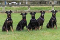 Manchester Terrier Dogs Breed - Information, Temperament, Size & Price | Pets4Homes