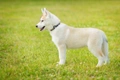 Siberische Husky Dogs Ras: Karakter, Levensduur & Prijs | Puppyplaats