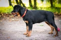 Rottweiler Dogs Breed - Information, Temperament, Size & Price | Pets4Homes