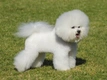 Bichon Frisé Dogs Ras: Karakter, Levensduur & Prijs | Puppyplaats