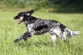 Large Munsterlander Dogs Breed - Information, Temperament, Size & Price | Pets4Homes