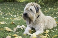 Soft Coated Wheaten Terrier Dogs Breed - Information, Temperament, Size & Price | Pets4Homes